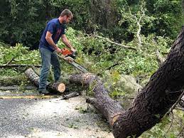 Best Lawn Dethatching  in Marshall, IL