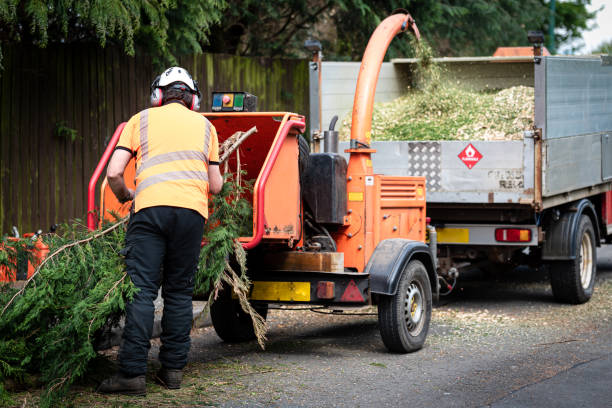 Best Tree Disease Treatment  in Marshall, IL