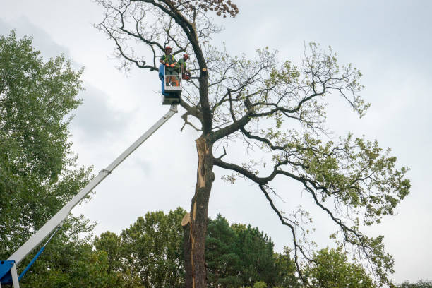 Best Tree Removal  in Marshall, IL