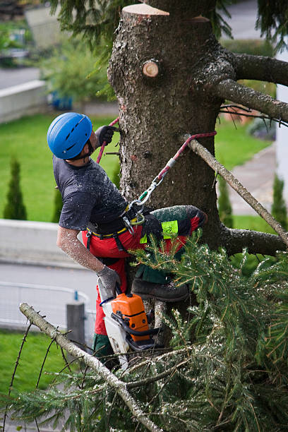 Best Tree Risk Assessment  in Marshall, IL