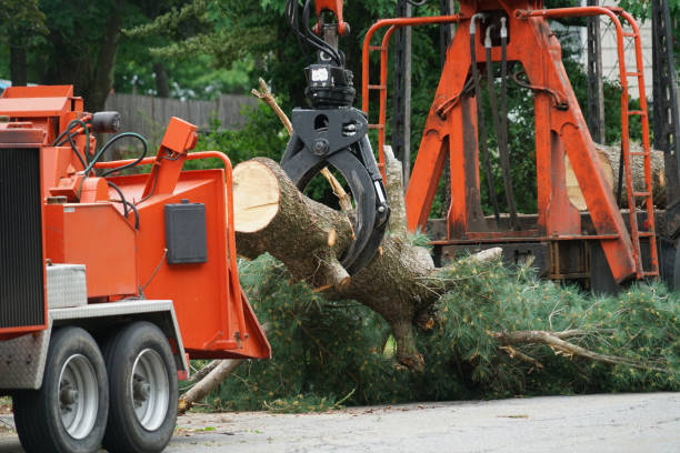 Best Lawn Renovation and Restoration  in Marshall, IL